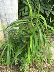 Spodiopogon cotulifer