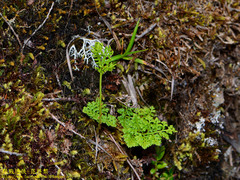 Cryptogramma brunoniana