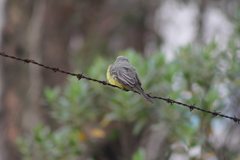 Tyrannus melancholicus