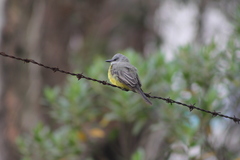 Tyrannus melancholicus