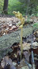 Monotropa hypopitys hypophegea