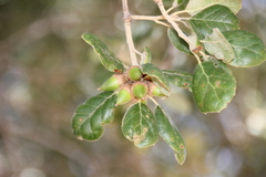 Quercus agrifolia oxyadenia