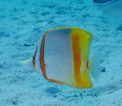 Chelmon marginalis