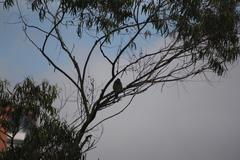 Rupornis magnirostris