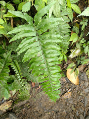 Hymenasplenium excisum