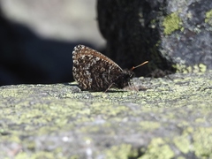 Oeneis melissa semidea