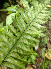 Hymenasplenium excisum