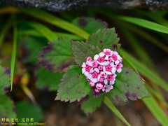 Spiraea morrisonicola