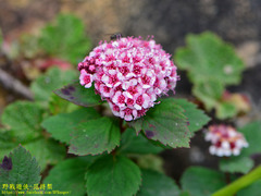 Spiraea morrisonicola