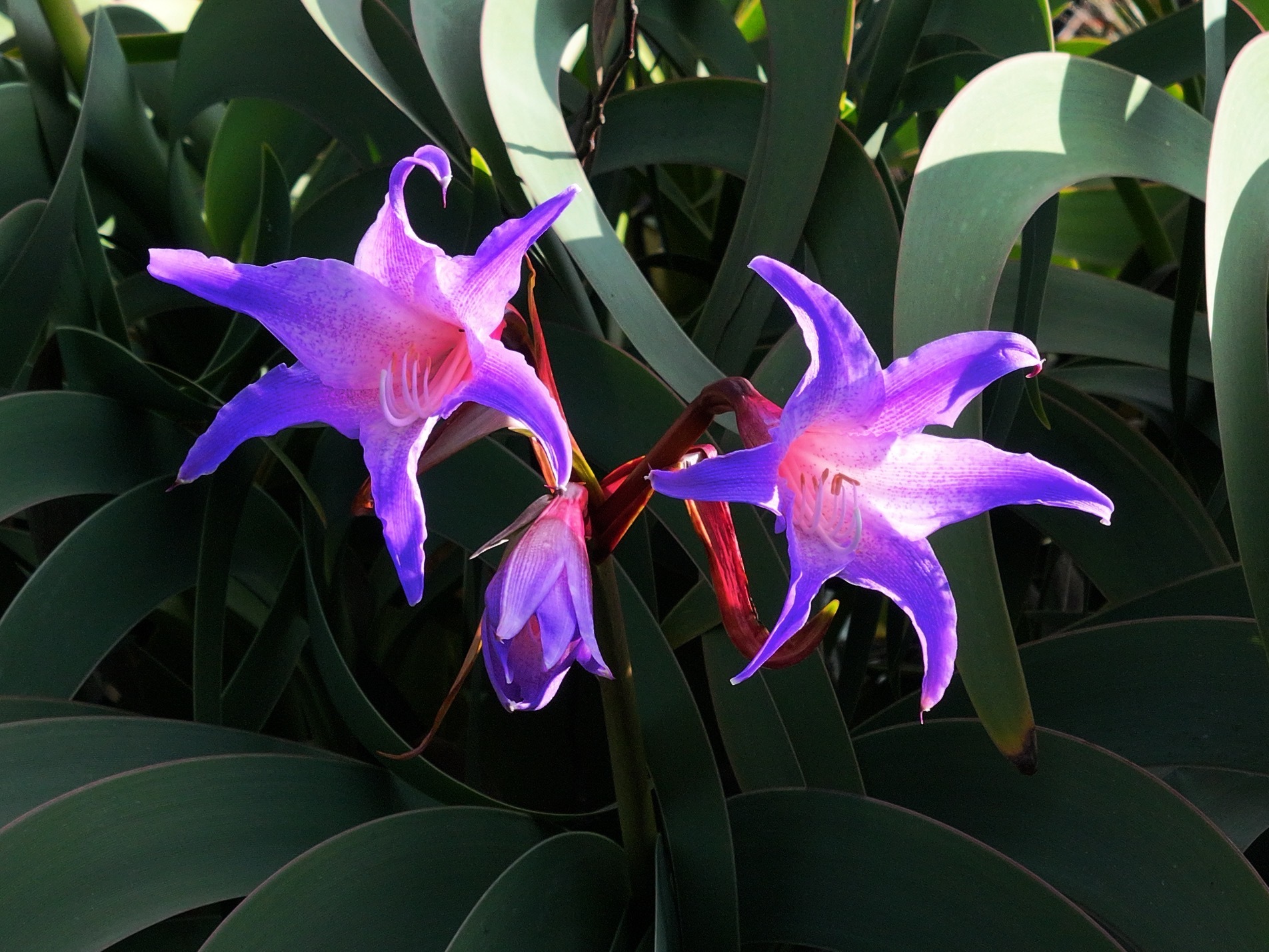 Worsleya procera