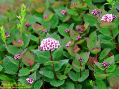 Spiraea morrisonicola