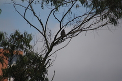 Rupornis magnirostris