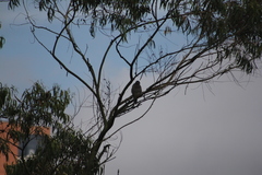 Rupornis magnirostris