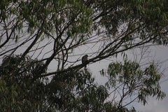 Rupornis magnirostris