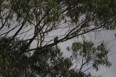 Rupornis magnirostris