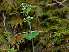 Neottia meifongensis