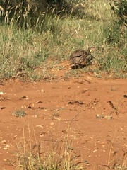 Pternistis leucoscepus