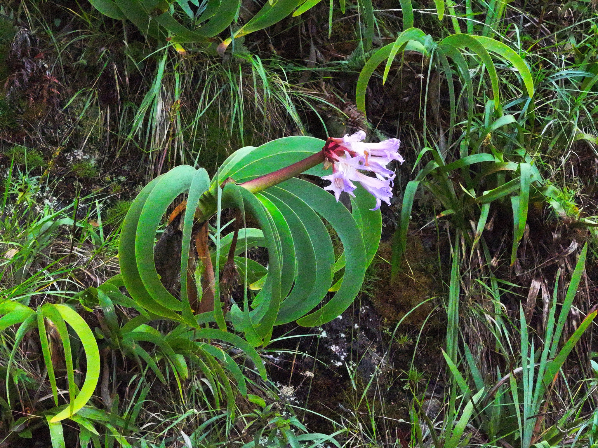 Worsleya procera