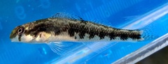 Kentucky Darter photo 3