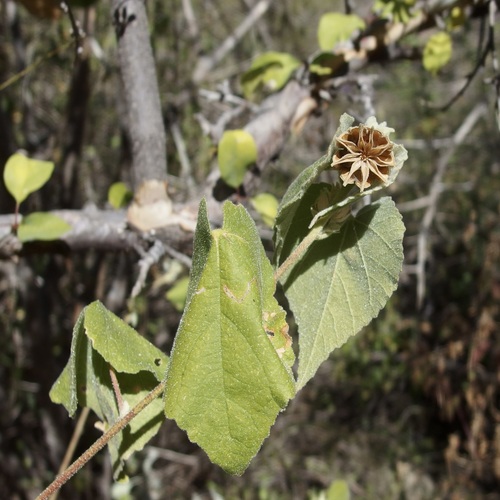 Abutilon californicum (Abutilon californicum)
