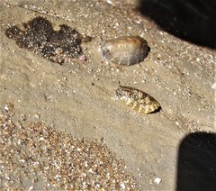 Onchidella nigricans