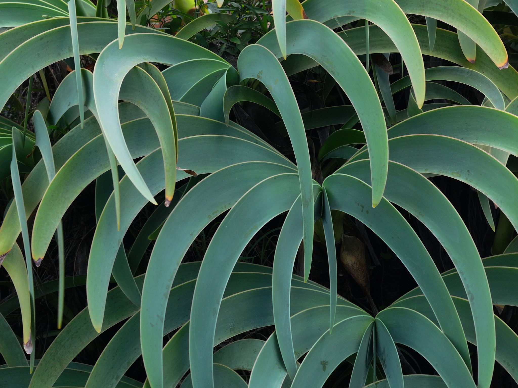 Worsleya procera