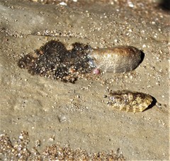 Onchidella nigricans