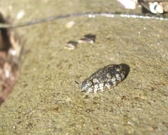 Onchidella nigricans