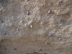 Onchidella nigricans