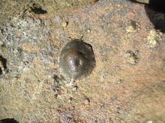 Onchidella nigricans