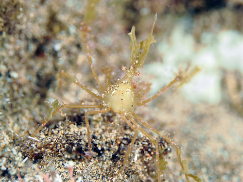 Long-legged Spider Crab, Las Palmas, ES-CN, ES, photo 6 of 10