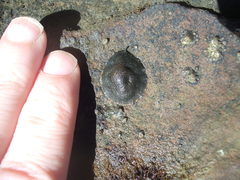 Onchidella nigricans