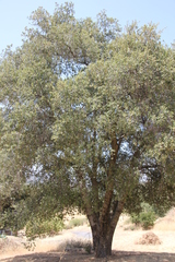 Quercus agrifolia oxyadenia