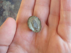 Onchidella nigricans