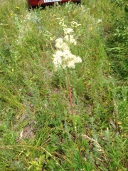 Filipendula stepposa