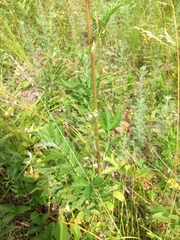 Filipendula stepposa