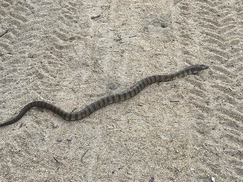 Tiger Snake sighting