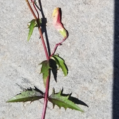 Penstemon richardsonii