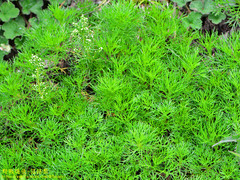 Artemisia morrisonensis