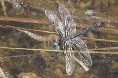 Somatochlora sahlbergi