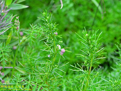 Artemisia morrisonensis