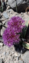 Allium platycaule