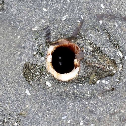 Panopea generosa