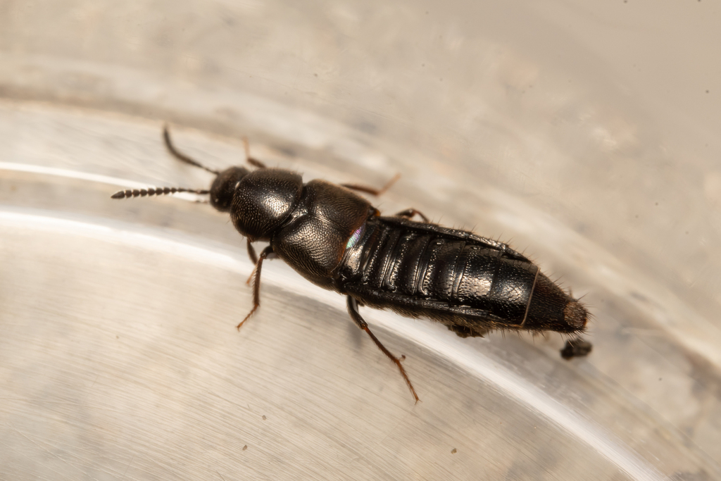 Rove beetle