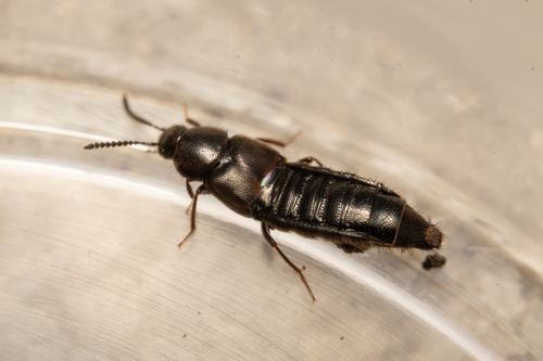 Rove beetle