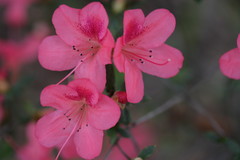 Rhododendron simsii