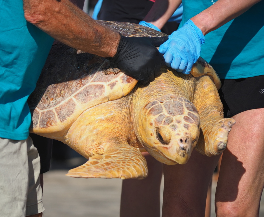 Loggerhead Sea Turtle in October 2024 by Matthew Stepanek · iNaturalist