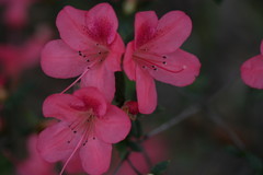 Rhododendron simsii