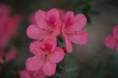 Rhododendron simsii