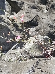 Penstemon richardsonii